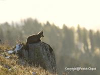 images/chamois/chamois-11-2008 copie.jpg